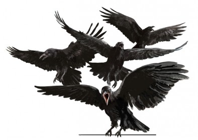 Ravens