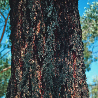 What is Ironbark?