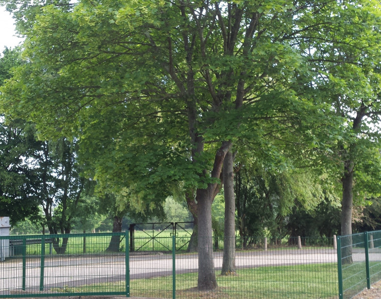example tree 1