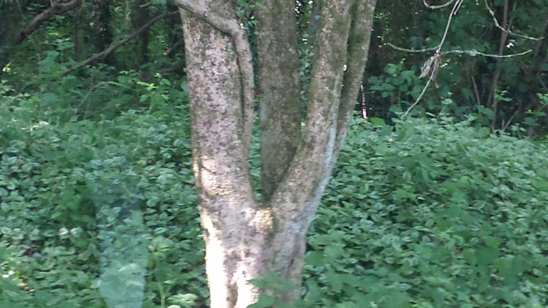 example tree 3