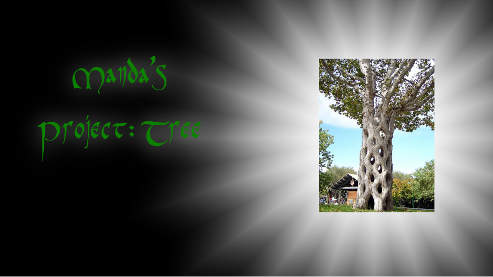 Manda's (Amachan) Project: Tree