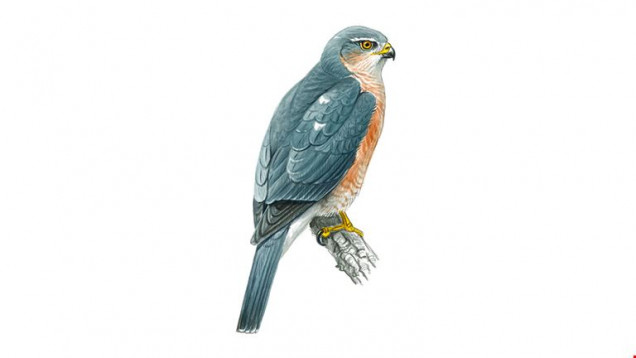 WIP Sparrowhawk