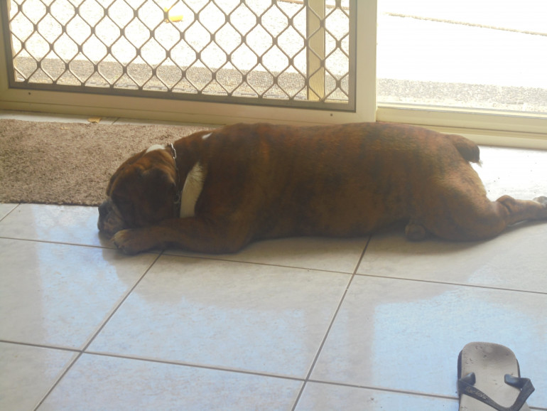 My English Bulldog Koota heard us so came in to see what was going on but when he found out the Royal Navy was nowhere in sight he decided to have a sleep.