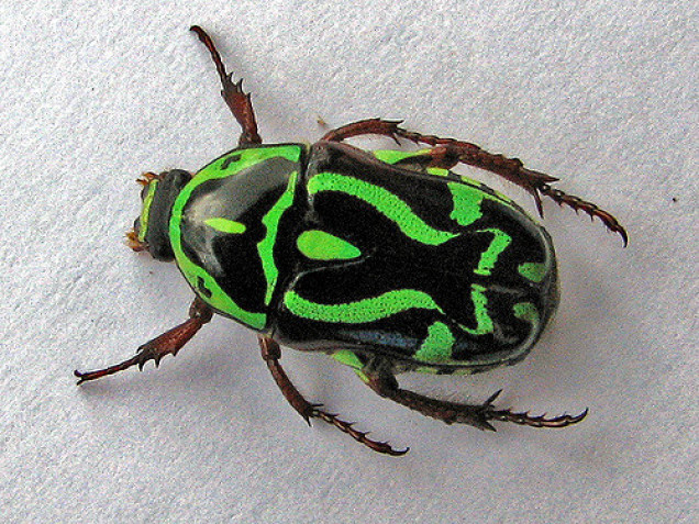 Fiddler beetle