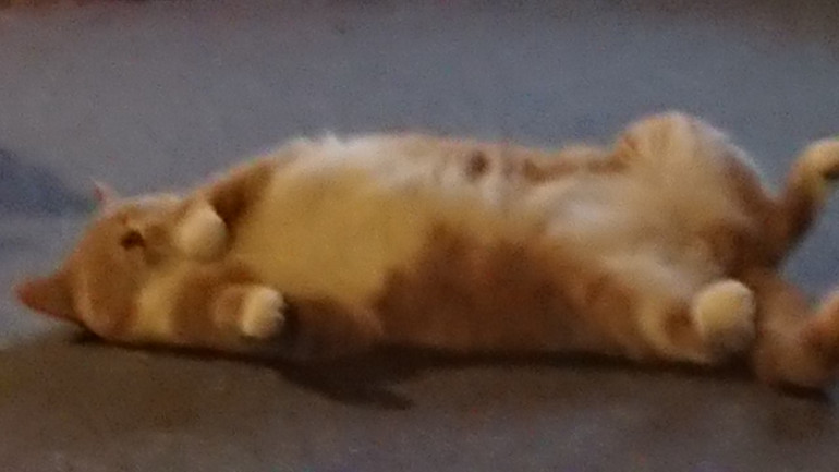 My droids and well my real life chewie