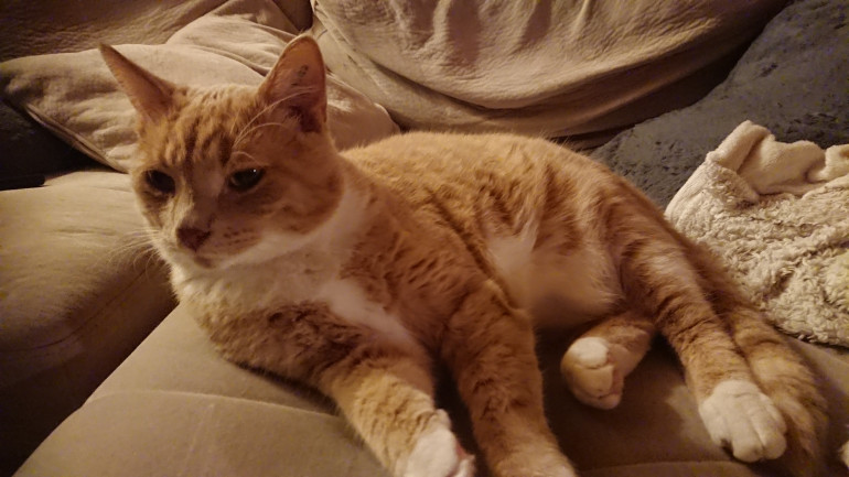 My droids and well my real life chewie