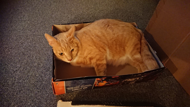 I made a compromise with chewie, he got the empty box ?