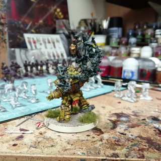 Typhus