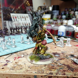 Typhus