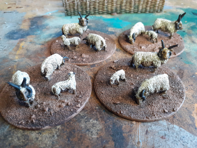 Some Gripping Beast sheep, still need to highlight faces, legs and horns. Once the wool was painted I added a wash of GW Agrax Earthshade on the undersides to replicate dirt