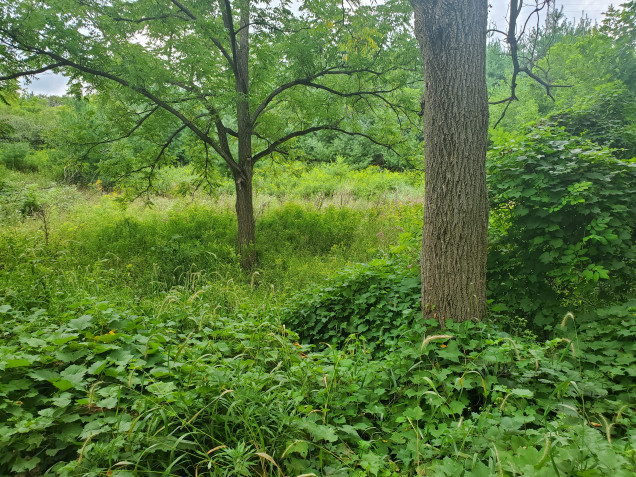 Very thick undergrowth is very common, some of this came up past my knees; and I'm a lanky almost 2m (6'5.5