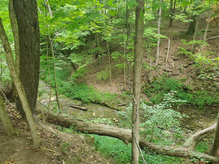 Particularly in many of the previously glaciated areas, gullys and gorges like this one are common. Many local terrains around here show various signs of glaciation and the walls of these sudden drops really are quite severe; a European style regiment stuck in an ambush at the base would find it very difficult to fight their way up the sides.