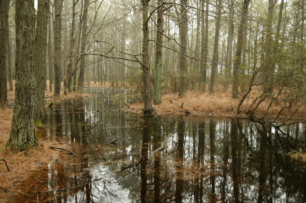 Swamp, pond, and a ton of Epoxy