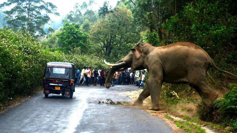 This happens when you do ignore that elephant.
