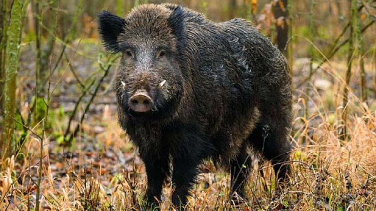 A wild boar