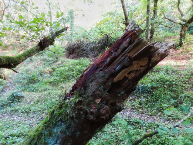 Broken stump with moss