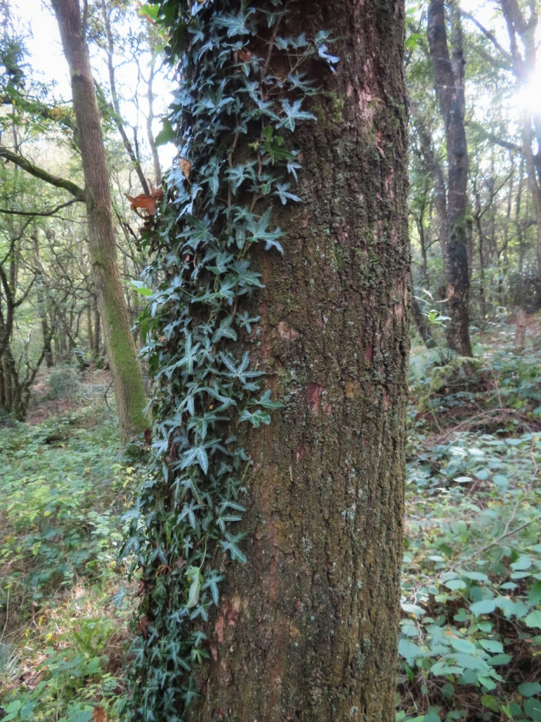 Trunk with ivy