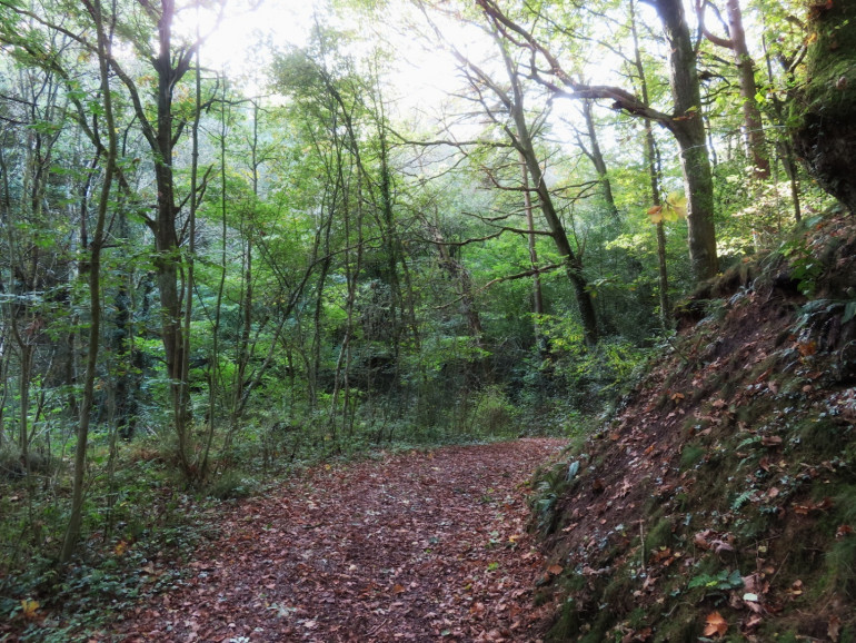 Pathway and trees