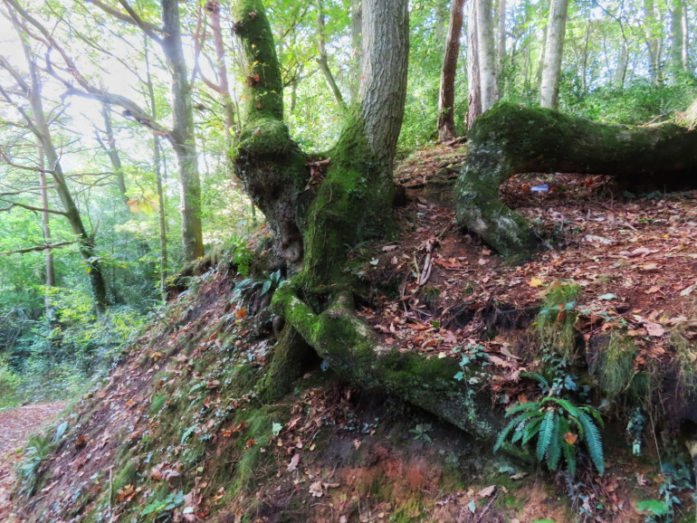 Tree stump with moss