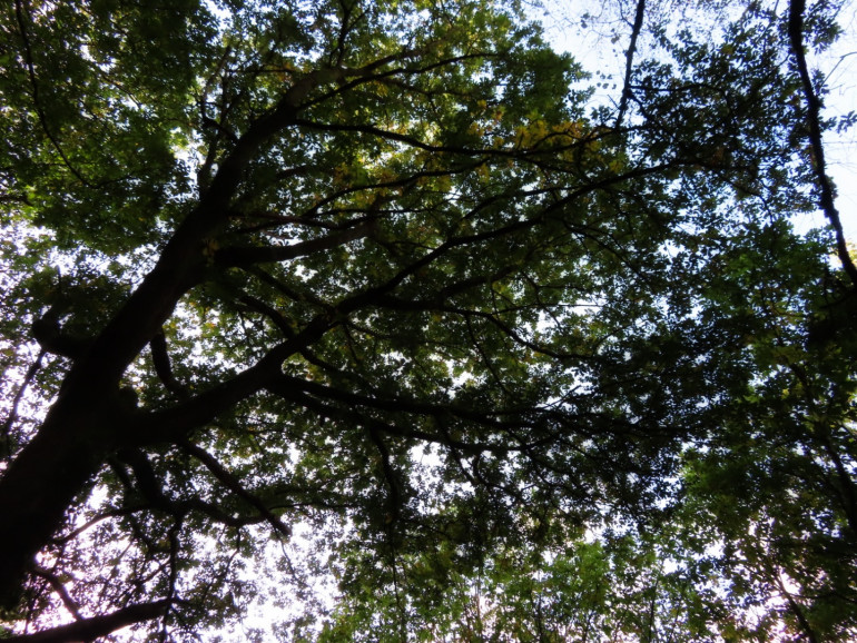 Tree canopy from below