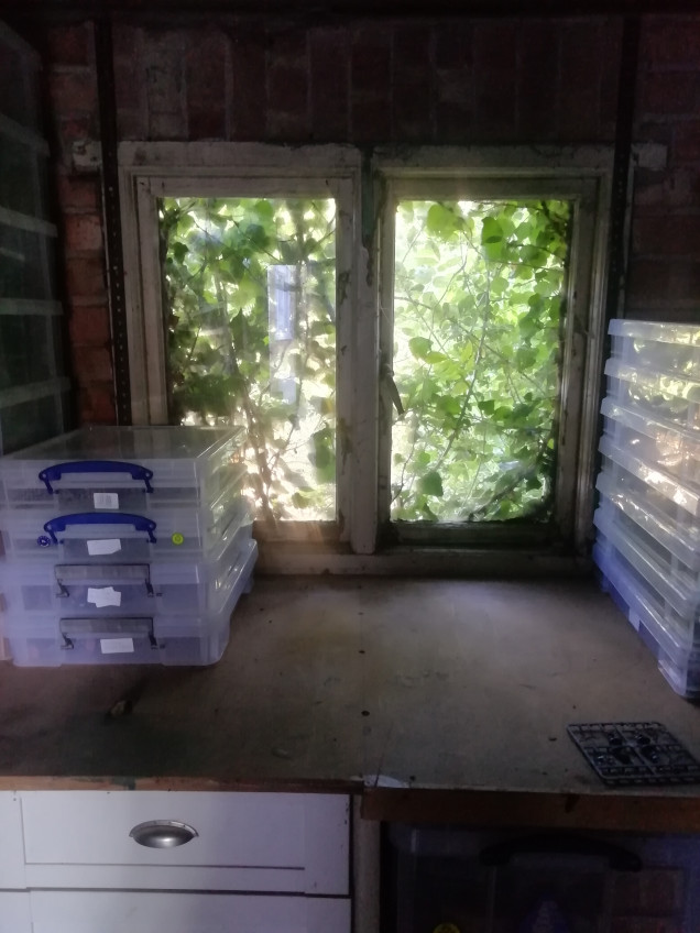 The old window at the back of the garage is overgrown with ivy so I can't see out. I didn't think my hobby space would include gardening.