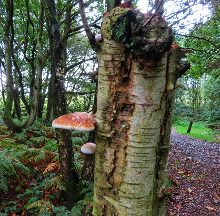 Trunk with fungi