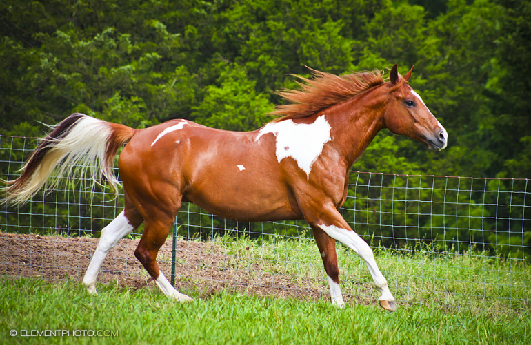 Tobiano (Brown)