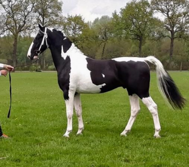 Tobiano (Black)