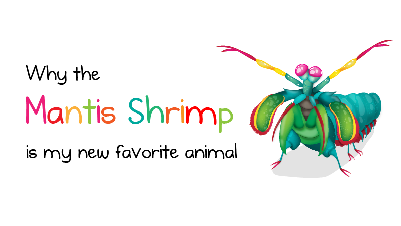 Why the Mantis Shrimp is My New Favorite Animal - The Oatmeal