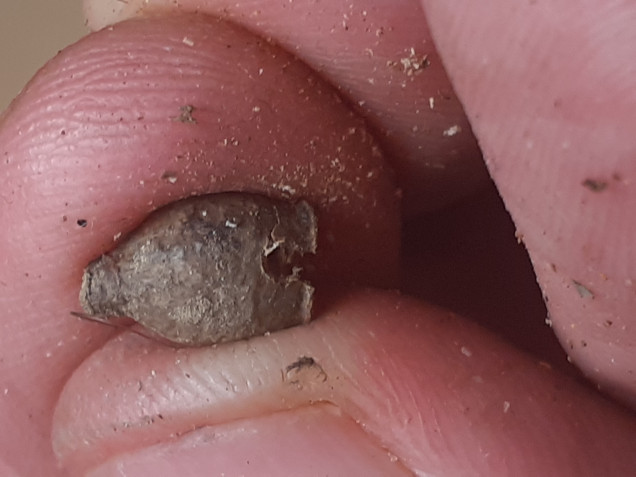 A seed pod, I collected these many years ago as I thought they might be useful, then when building my Glorantha scenery I had an eureka moment, and realised these with a small aperture at the bottom would make perfect beehives.