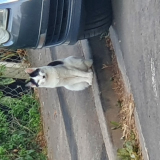 Hitler cat is watching you