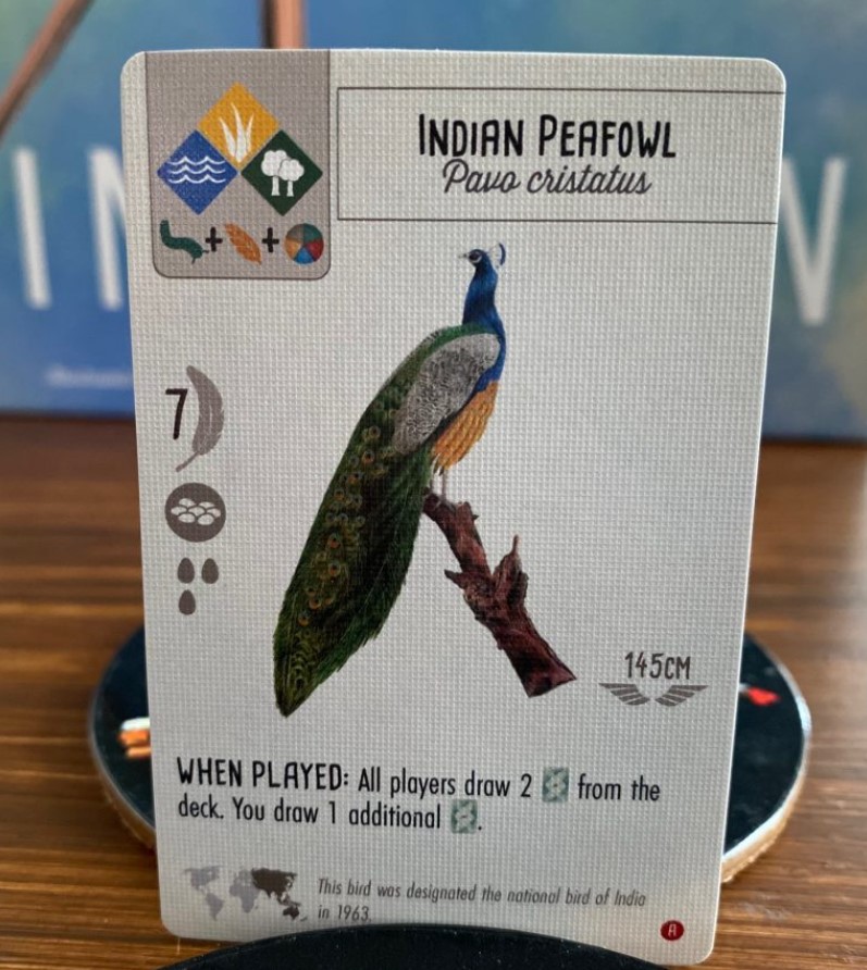 Indian Peafowl Preview - Wingspan Asia Expansion