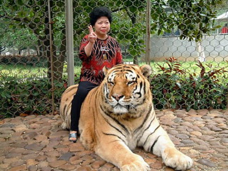 Don't doubt the fury of a tiger mother