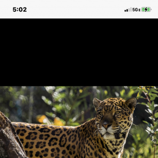 Jaguar reference spots