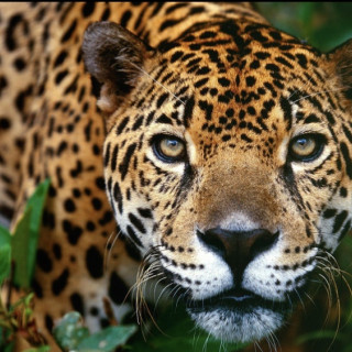 Jaguar reference spots