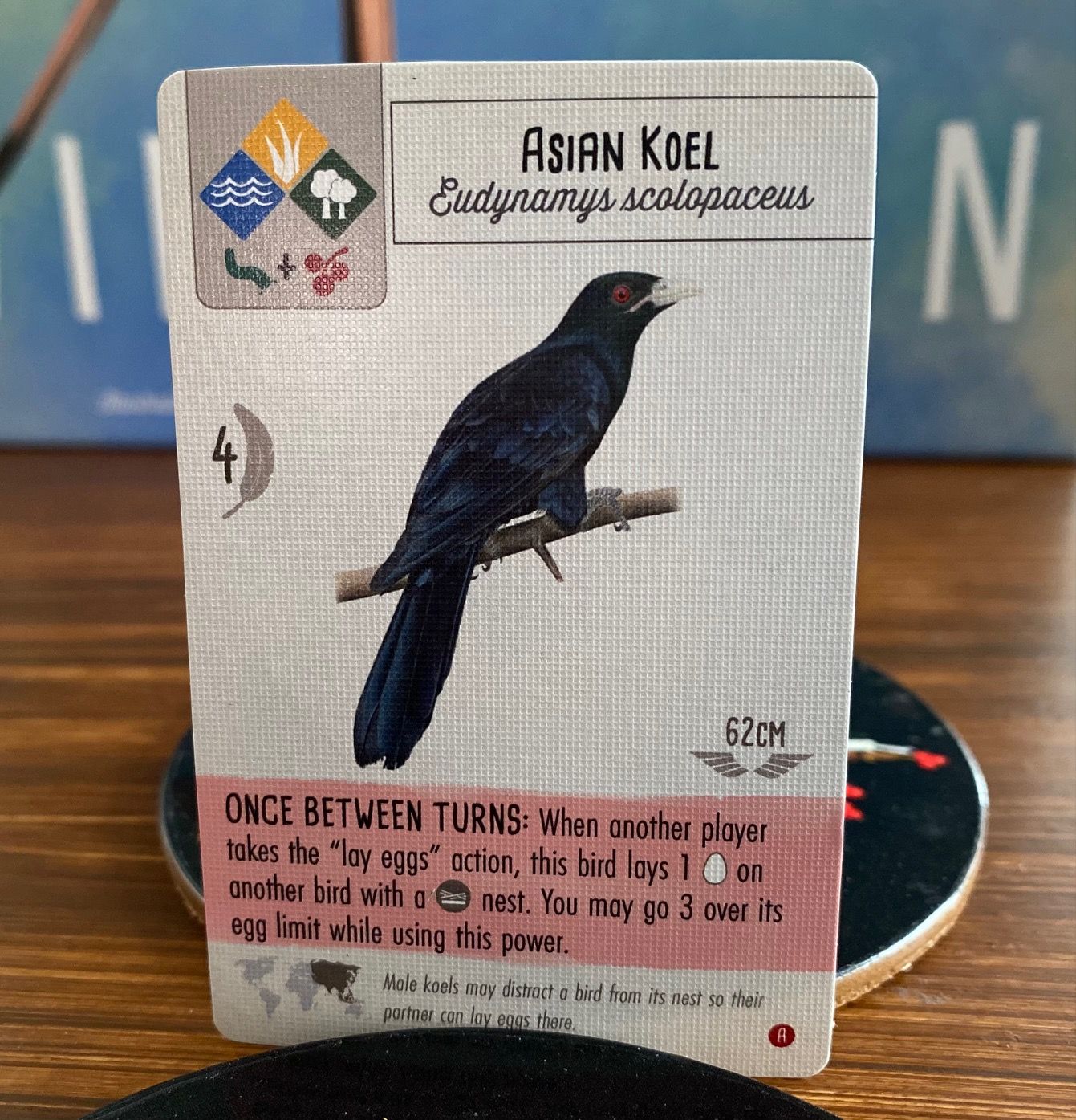 Asian Koel Card - Wingspan Asia