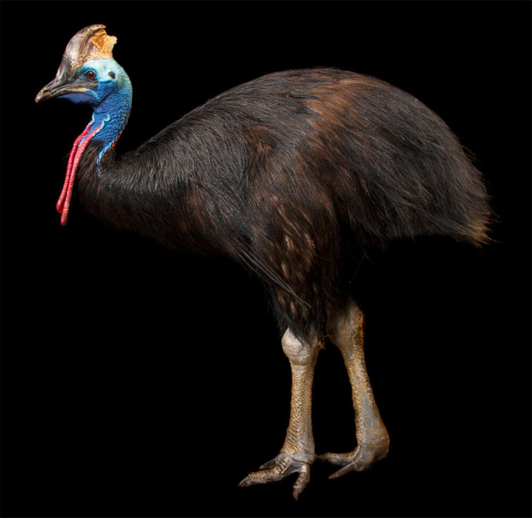 The Cassowary