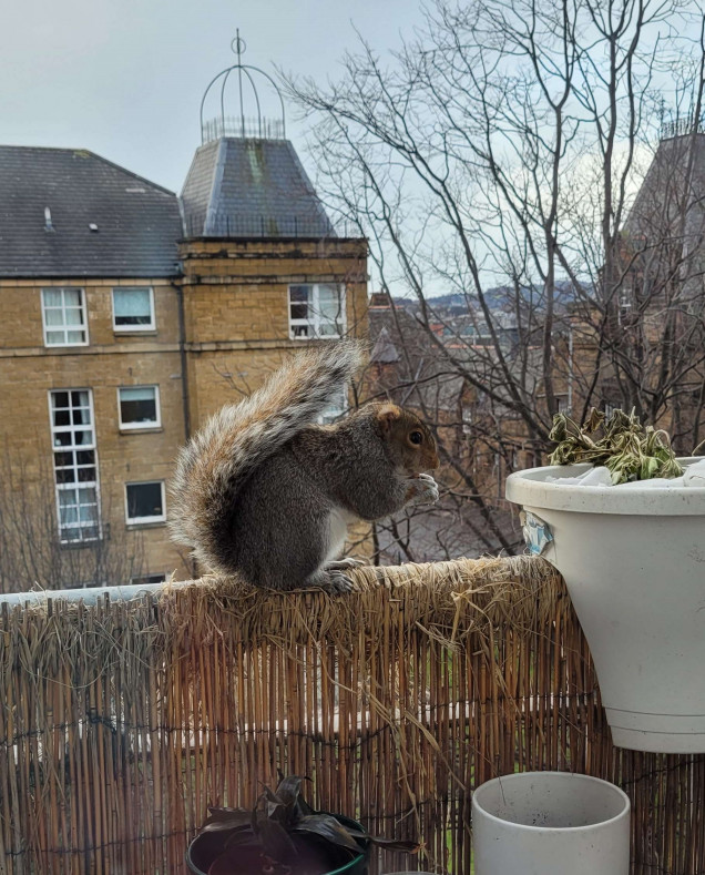 One of the many distractions, a new squirrel friend who visits my third floor balcony to eat my spring bulbs and torment my cats through the window