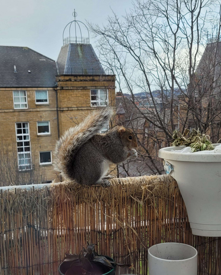 One of the many distractions, a new squirrel friend who visits my third floor balcony to eat my spring bulbs and torment my cats through the window