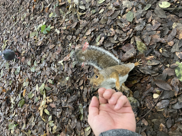 A fecking squirrel who doesn’t understand how this is supposed to go. I was visiting my sister in london, the animals in london are Fucked up. They think they are in a Disney movie! We eat them where I come from in rural-shire!
