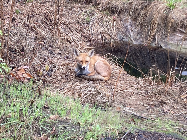 A london Fox that thinks I’M the confused one here!?