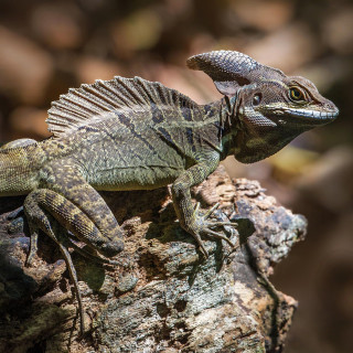 Renovation Painting. (Paint Scheme: Troglodon/Chameleon Skinks)