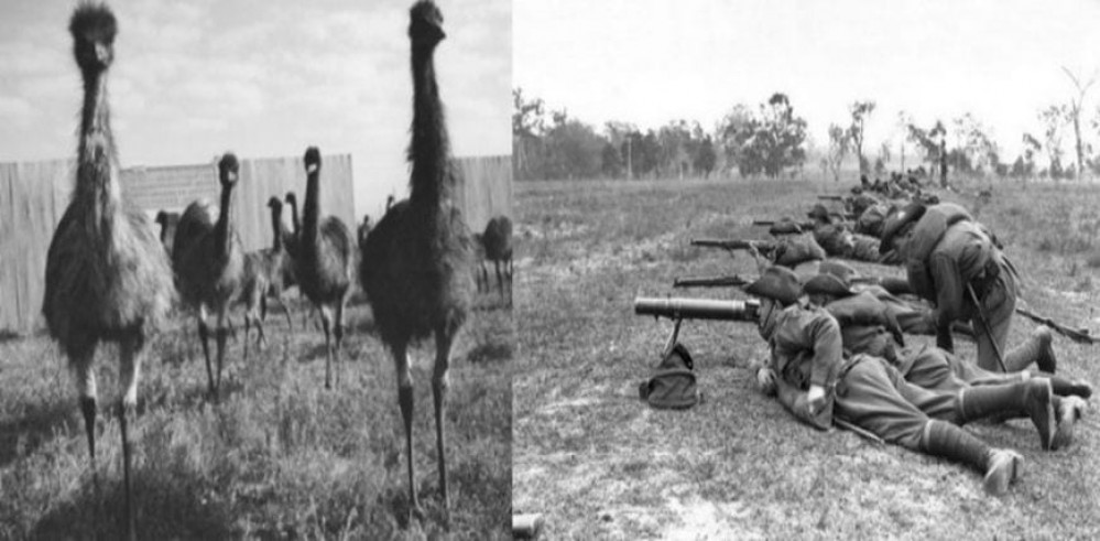 The Emu War 1932