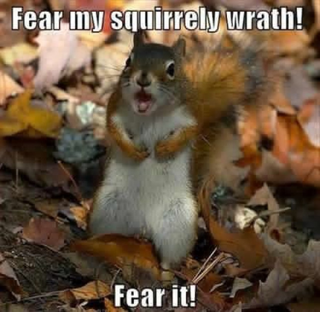 Squirrel! 