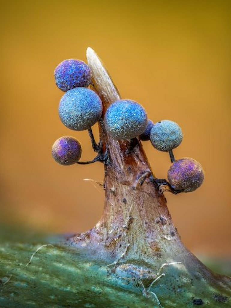 Absolutely stunning photo. A fruiting body of some fungus on a bramble thorn. THere's something otherworldly and magical about it. So I want to recreate it or something similar!