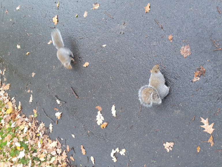 Shaken down by London squirrels for nuts on the way