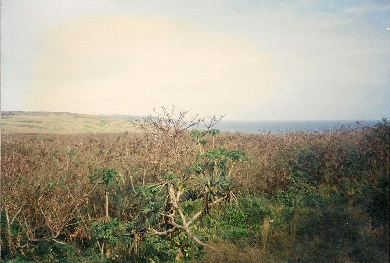 Very typical vegetation; scrub brush, grass and short trees. I don’t think I saw anything over 10 feet tall.  