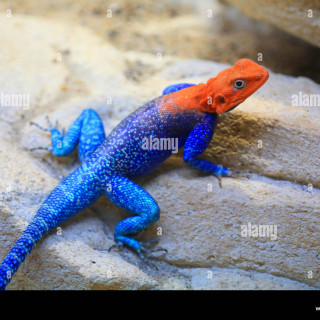 Monstrous development