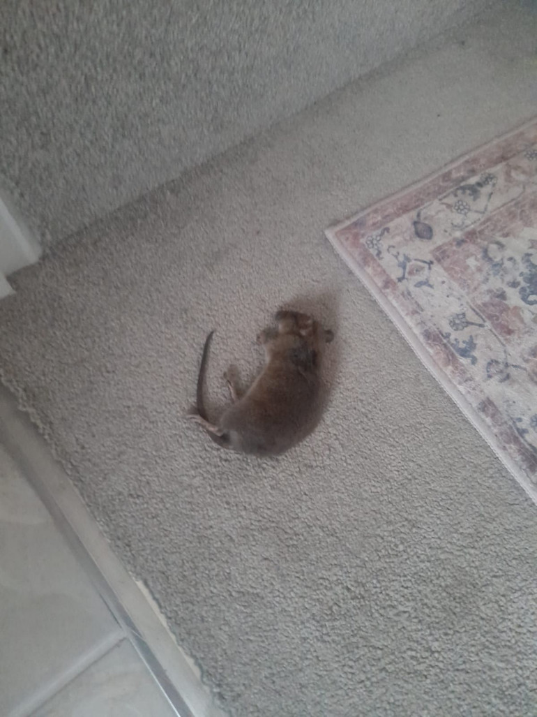 The omen. He had not had a rat brought home for a year previously. This was deposited at 5:30 am the day of the game.