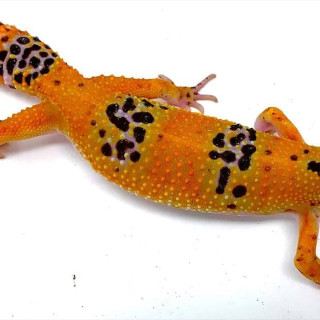 They're so cute and cuddly, right?